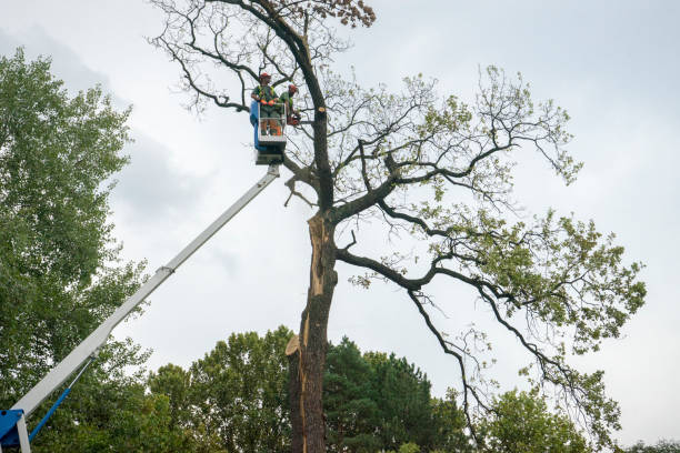 Mulching Services in Statesville, NC