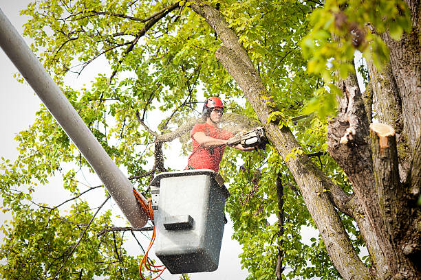 Best Hedge Trimming  in Statesville, NC